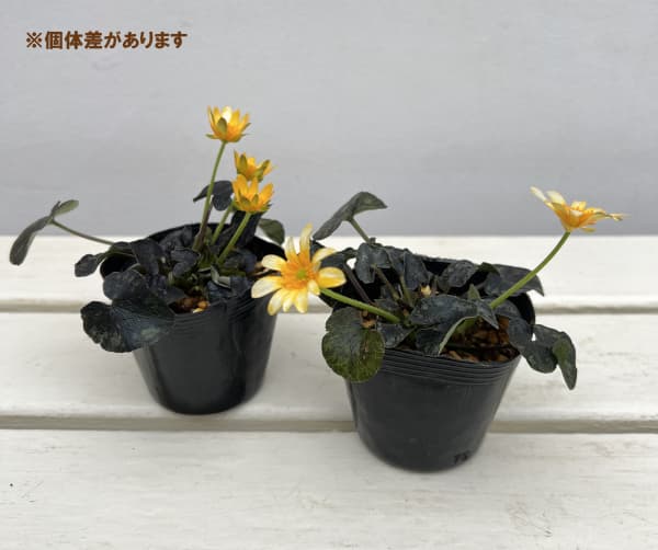 ヒメリュウキンカ：カラス葉2.5号ポット 2株セット
