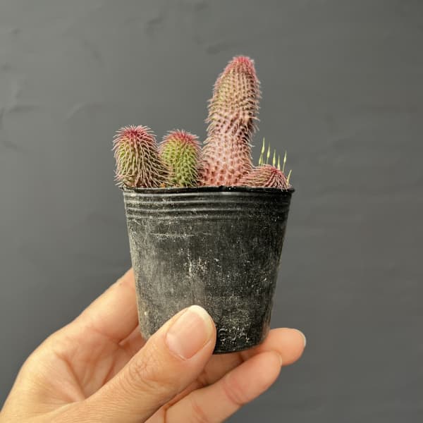 フェルニア　ビランシー　2号ポット