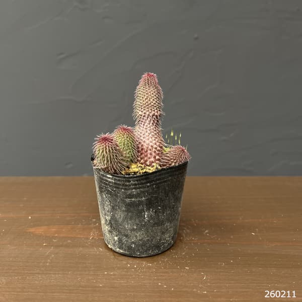 フェルニア　ビランシー　2号ポット