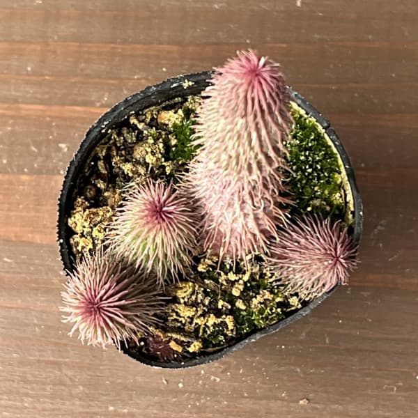 フェルニア　ビランシー　2号ポット