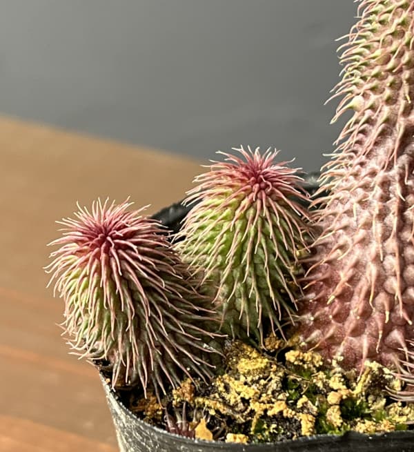 フェルニア　ビランシー　2号ポット