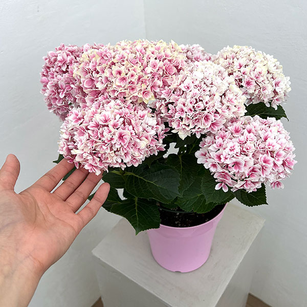 アジサイ：竜宮（リュウグウ）ピンク5号鉢植え