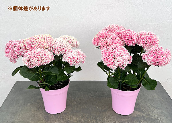 アジサイ：竜宮（リュウグウ）ピンク5号鉢植え
