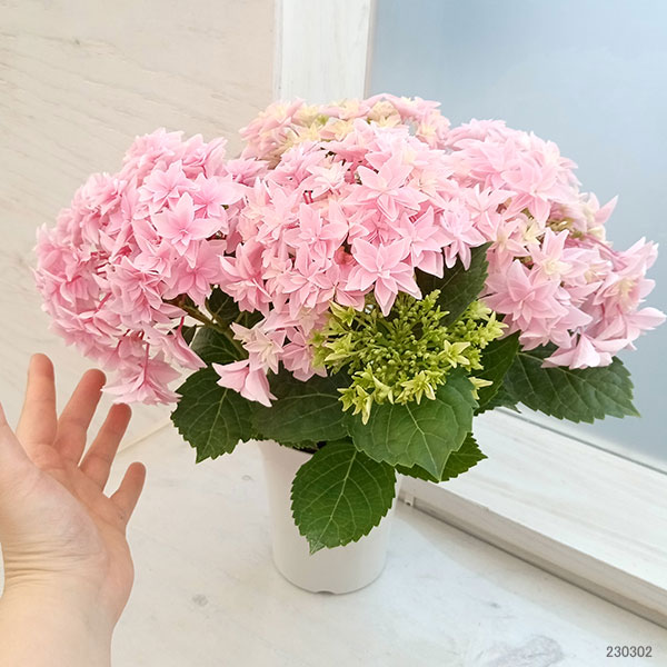 園芸ネット本店｜アジサイ：ダブルダッチ エダム（ピンク） 4号鉢植え