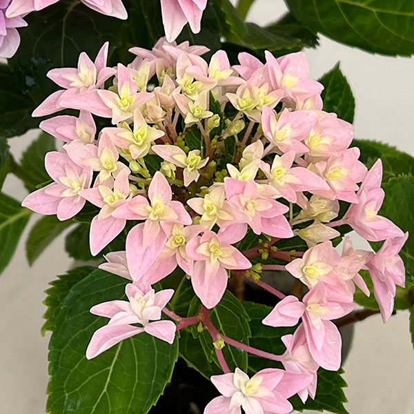 園芸ネット本店｜アジサイ：ダブルダッチ エダム（ピンク） 4号鉢植え