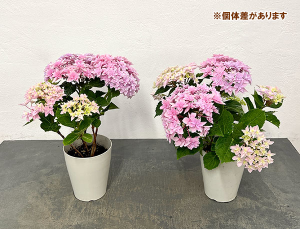 園芸ネット本店｜アジサイ：ダブルダッチ エダム（ピンク） 4号鉢植え