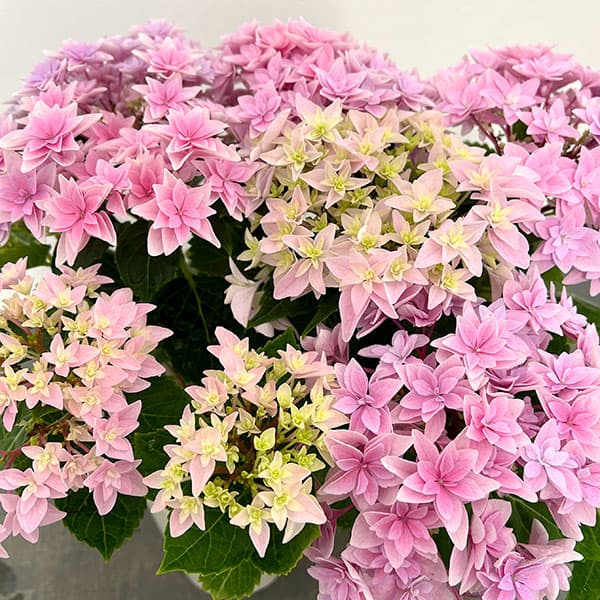 園芸ネット本店｜アジサイ：ダブルダッチ エダム（ピンク） 4号鉢植え