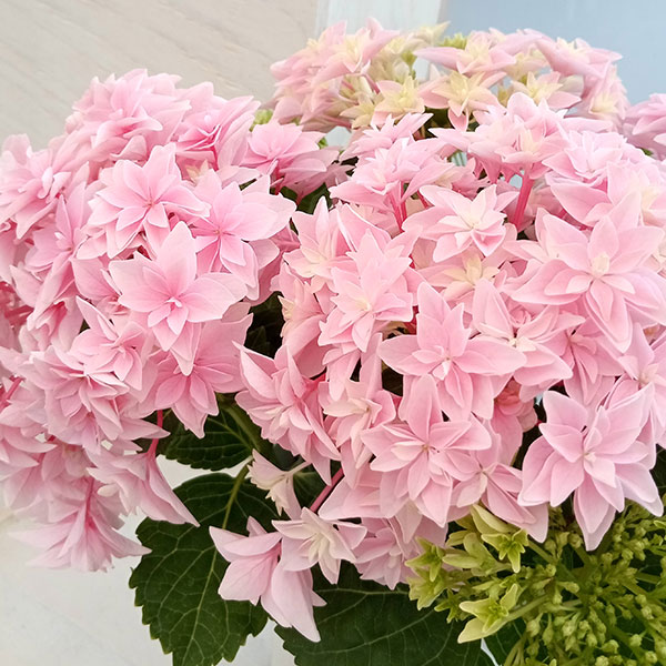 wakana SHOP様　アジサイ ピンクとクリーム色 wakana SHOP様 アジサイ ピンクとクリーム色