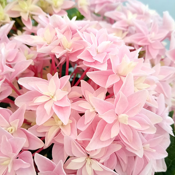 [26年4月下旬予約]アジサイ：ダブルダッチ　エダム（ピンク） 4号鉢植え