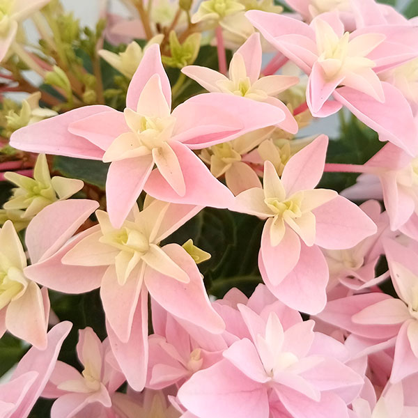 アトリエgg シークワーサーの花(ピンク) アトリエgg シークワーサーの