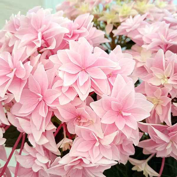 [26年4月下旬予約]アジサイ：ダブルダッチ　エダム（ピンク） 4号鉢植え