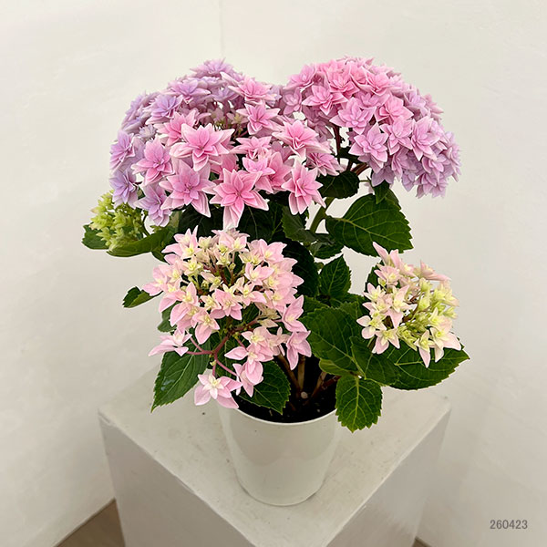 園芸ネット本店｜アジサイ：ダブルダッチ エダム（ピンク） 4号鉢植え