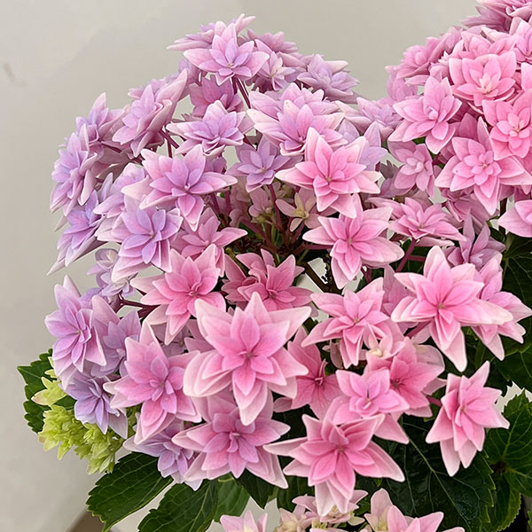 左時枝 作 油彩画 ピンクアジサイ サイン入り 一点物】『 ビビットな桜