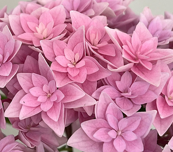 園芸ネット本店｜アジサイ：ダブルダッチ エダム（ピンク） 4号鉢植え