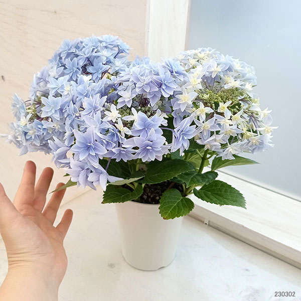 [26年4月下旬予約]アジサイ：ダブルダッチ　エダム（ブルー） 4号鉢植え