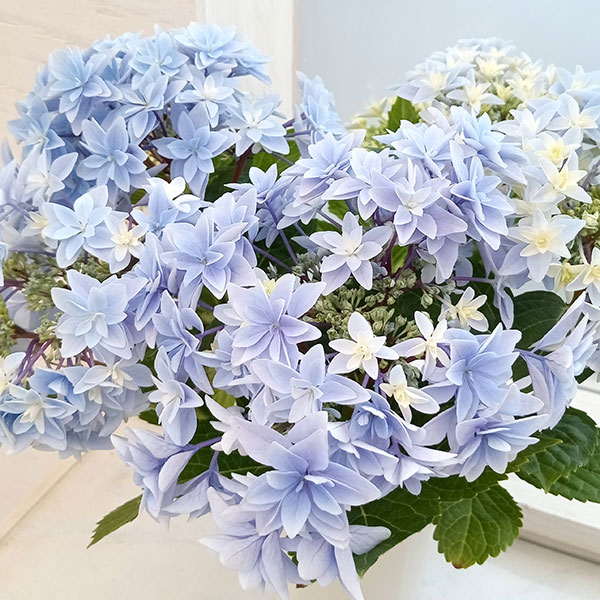 [26年4月下旬予約]アジサイ：ダブルダッチ　エダム（ブルー） 4号鉢植え