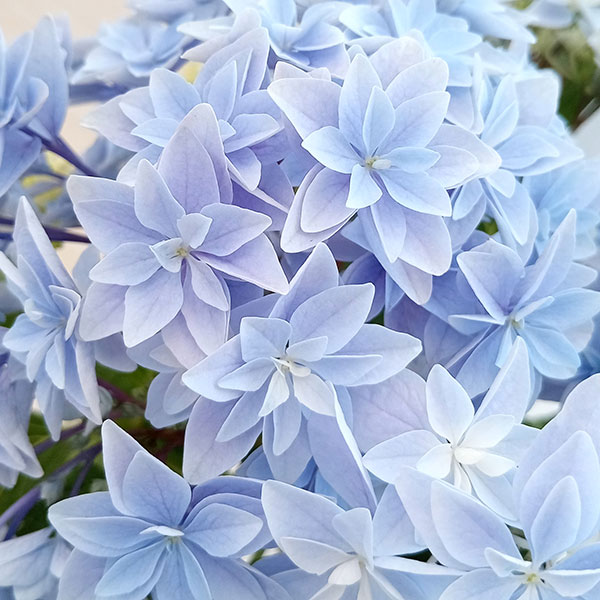 [26年4月下旬予約]アジサイ：ダブルダッチ　エダム（ブルー） 4号鉢植え