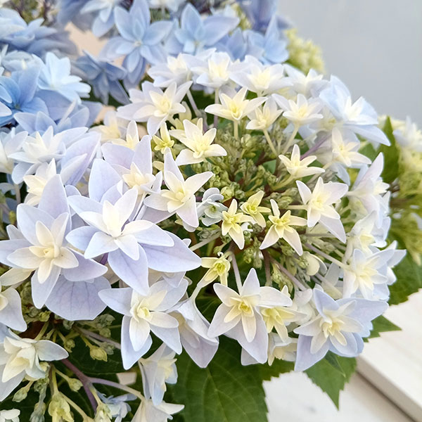 ★★あじさいタワシ★★ 739-NHR560-1230337.jpg?1