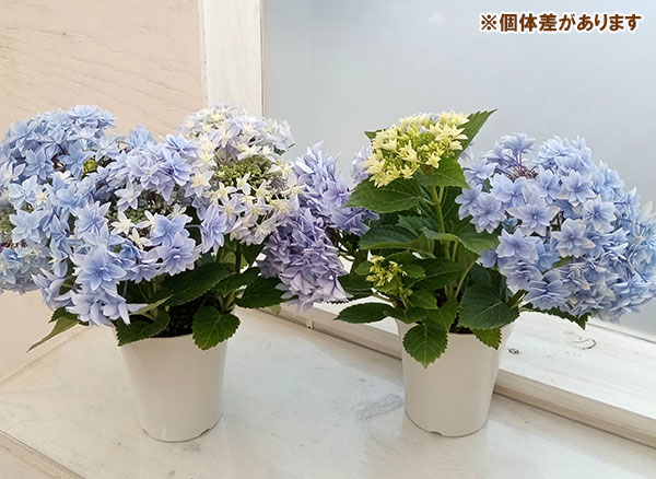 [26年4月下旬予約]アジサイ：ダブルダッチ　エダム（ブルー） 4号鉢植え