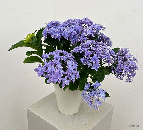 アジサイ：ダブルダッチ　エダム（ブルー） 4号鉢植え