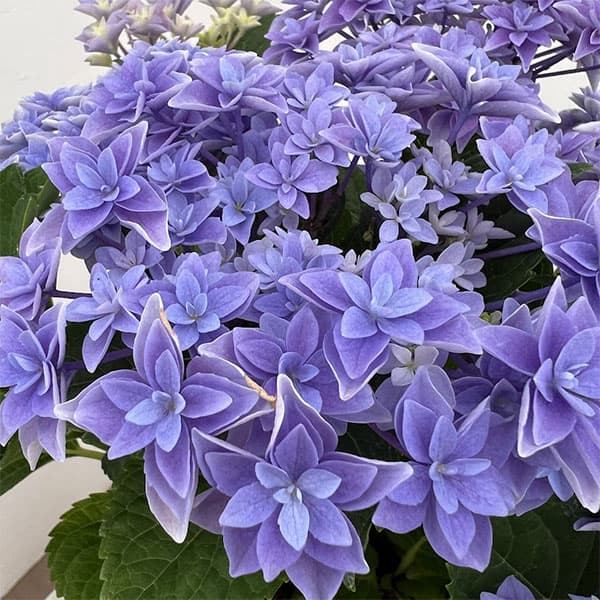 アジサイ：ダブルダッチ　エダム（ブルー） 4号鉢植え