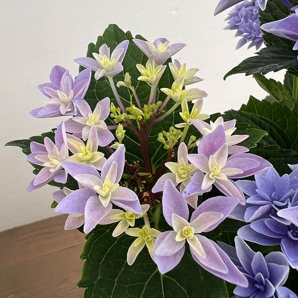 アジサイ：ダブルダッチ　エダム（ブルー） 4号鉢植え