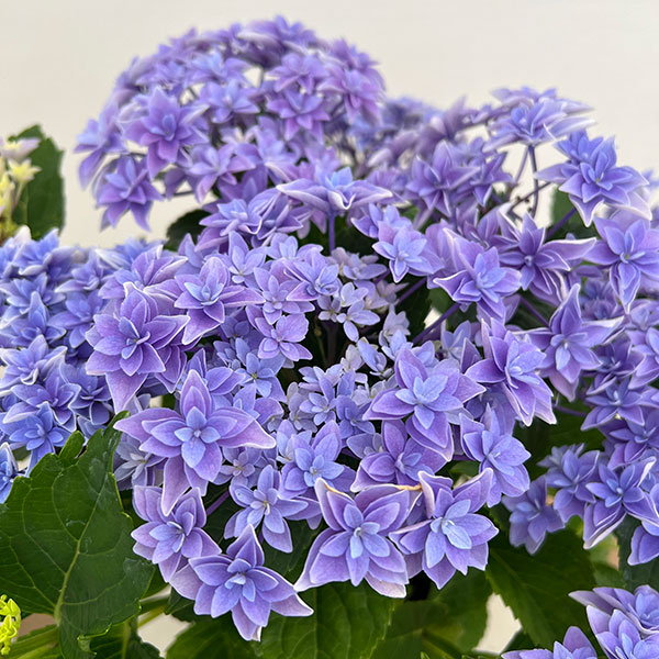 園芸ネット本店｜アジサイ：ダブルダッチ エダム（ブルー） 4号鉢植え