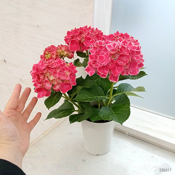 アジサイ:ストロングハート(レッド)4号鉢植え