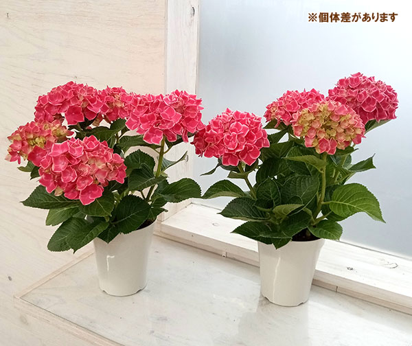アジサイ:ストロングハート(レッド)4号鉢植え