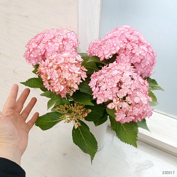 アジサイ：ひな祭りルナ（ピンク）4号鉢植え