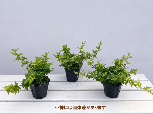 ヘデラ（アイビー）：ハーモニー 3.5号ポット