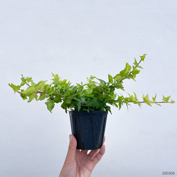 ヘデラ（アイビー）：ハーモニー 3.5号ポット