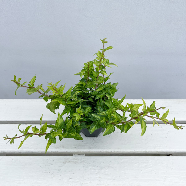 ヘデラ（アイビー）：ハーモニー 3.5号ポット