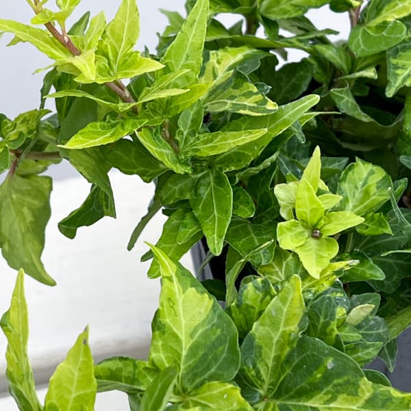 ヘデラ（アイビー）：ハーモニー 3.5号ポット