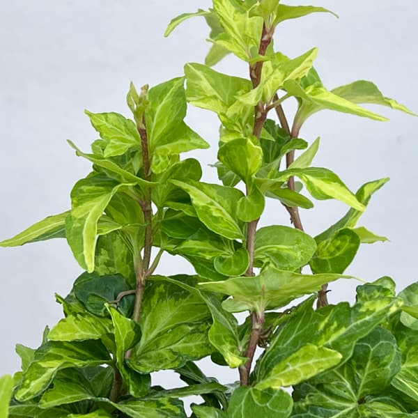 ヘデラ（アイビー）：ハーモニー 3.5号ポット