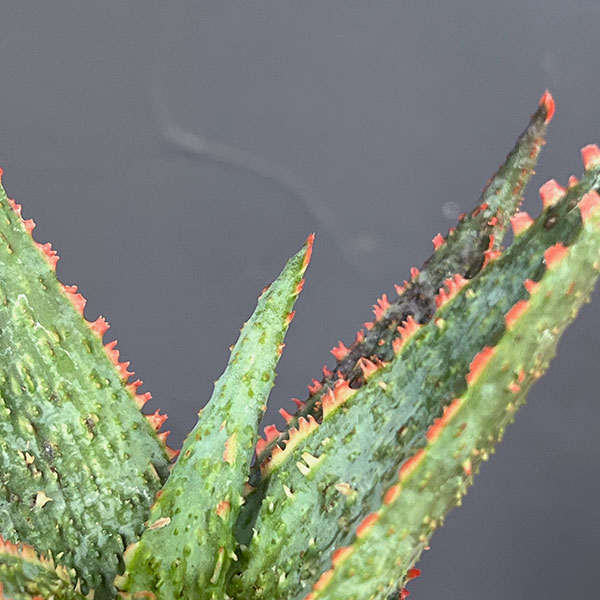 アロエ:パープルピープルイーター 5号鉢