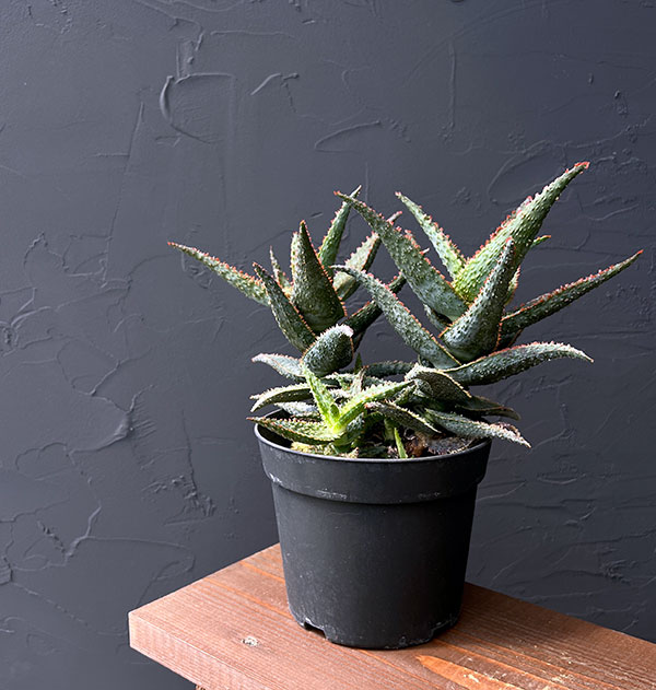 アロエ:パープルピープルイーター 5号鉢