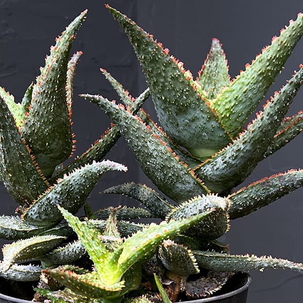 アロエ:パープルピープルイーター 5号鉢