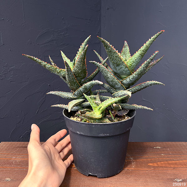 アロエ:パープルピープルイーター 5号鉢