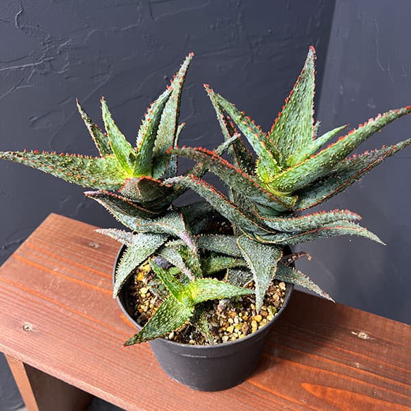 アロエ:パープルピープルイーター 5号鉢