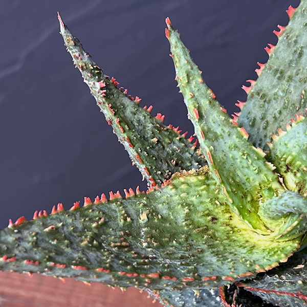 アロエ:パープルピープルイーター 5号鉢