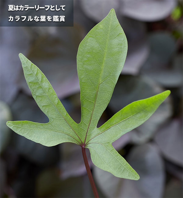 [26年5月中下旬予約]トレジャーアイランド（イポメア）：タヒチ3.5号ポット