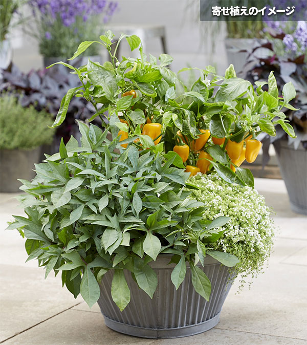 [26年5月中下旬予約]トレジャーアイランド（イポメア）：タヒチ3.5号ポット