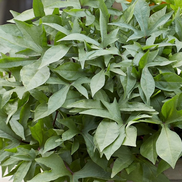 [26年5月中下旬予約]トレジャーアイランド（イポメア）：タヒチ3.5号ポット