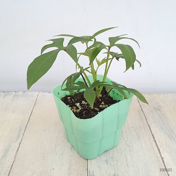 [26年5月中下旬予約]トレジャーアイランド（イポメア）：タヒチ3.5号ポット