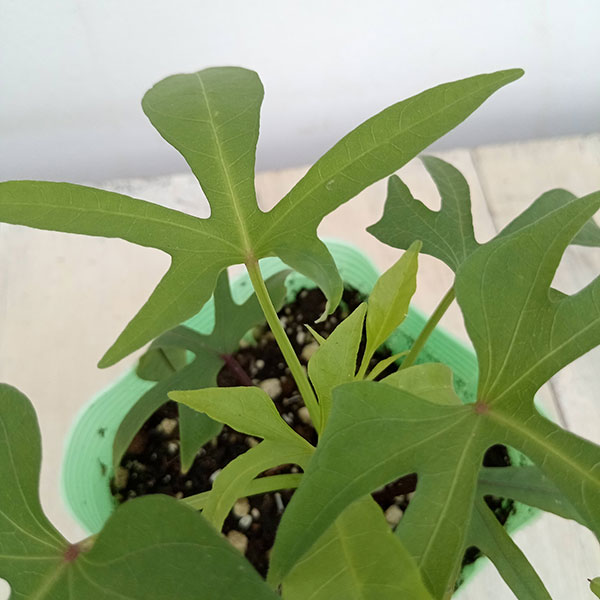 [26年5月中下旬予約]トレジャーアイランド（イポメア）：タヒチ3.5号ポット