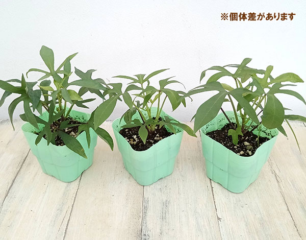 [26年5月中下旬予約]トレジャーアイランド（イポメア）：タヒチ3.5号ポット