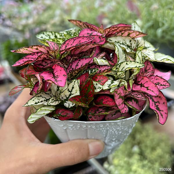 ヒポエステス ミックス寄せ植え3号ポット