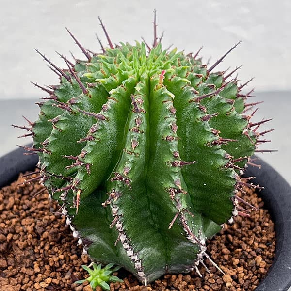 ユーフォルビア:ホリダ 3号鉢植え*