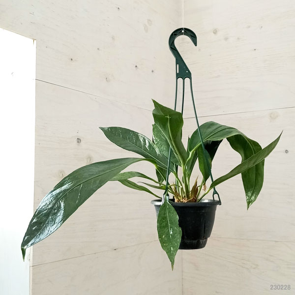 園芸ネット本店|アンスリウム:ビックビル 5号吊鉢 23-01 の通販【公式】 園芸ネット本店|アンスリウム:ビックビル 5号吊鉢 23-01 の通販【公式】